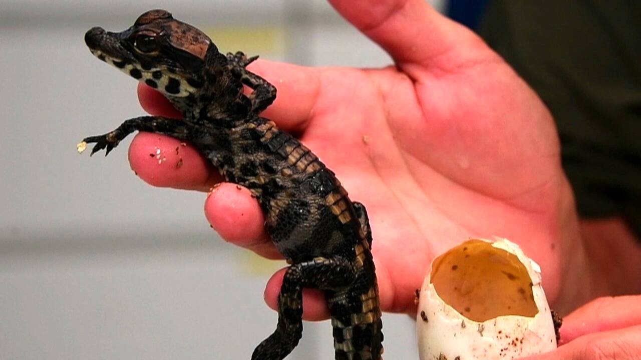 VIDÉO – Carnet rose : naissance de bébés crocodiles nains d'Afrique au zoo de Royan