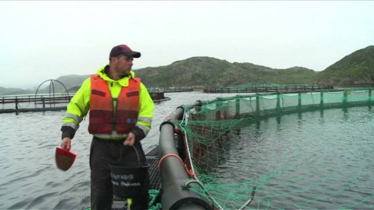Russie: la mer de Barents, lieu idéal pour l'élevage du saumon