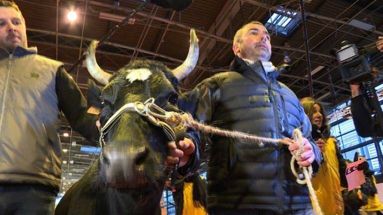 Qui Est Imminence La Vache Egerie Du Salon De L Agriculture 2019