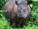 Sauver le rhinocéros de Sumatra dans la jungle indonésienne