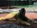 Singapour: un ours polaire euthanasié pour problèmes de santé