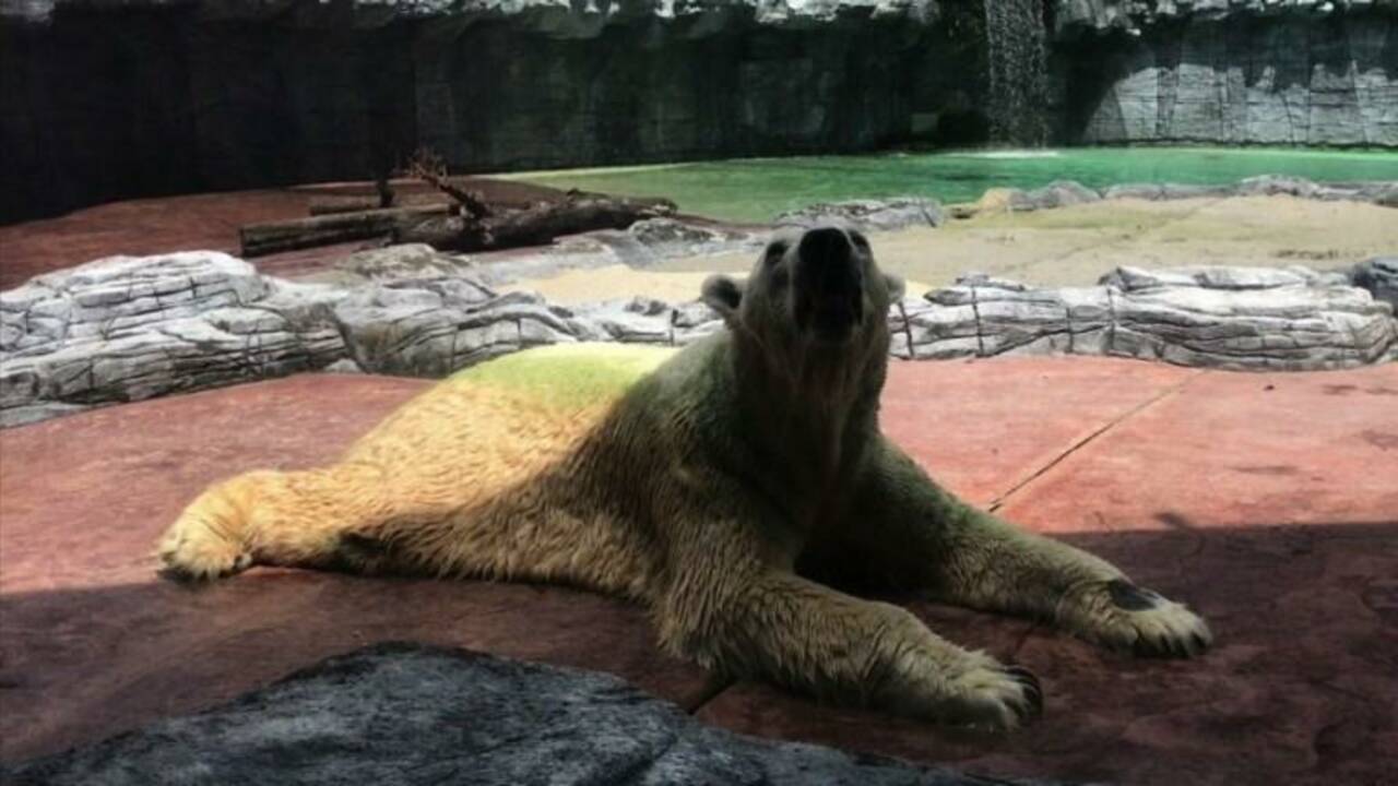Singapour: un ours polaire euthanasié pour problèmes de santé
