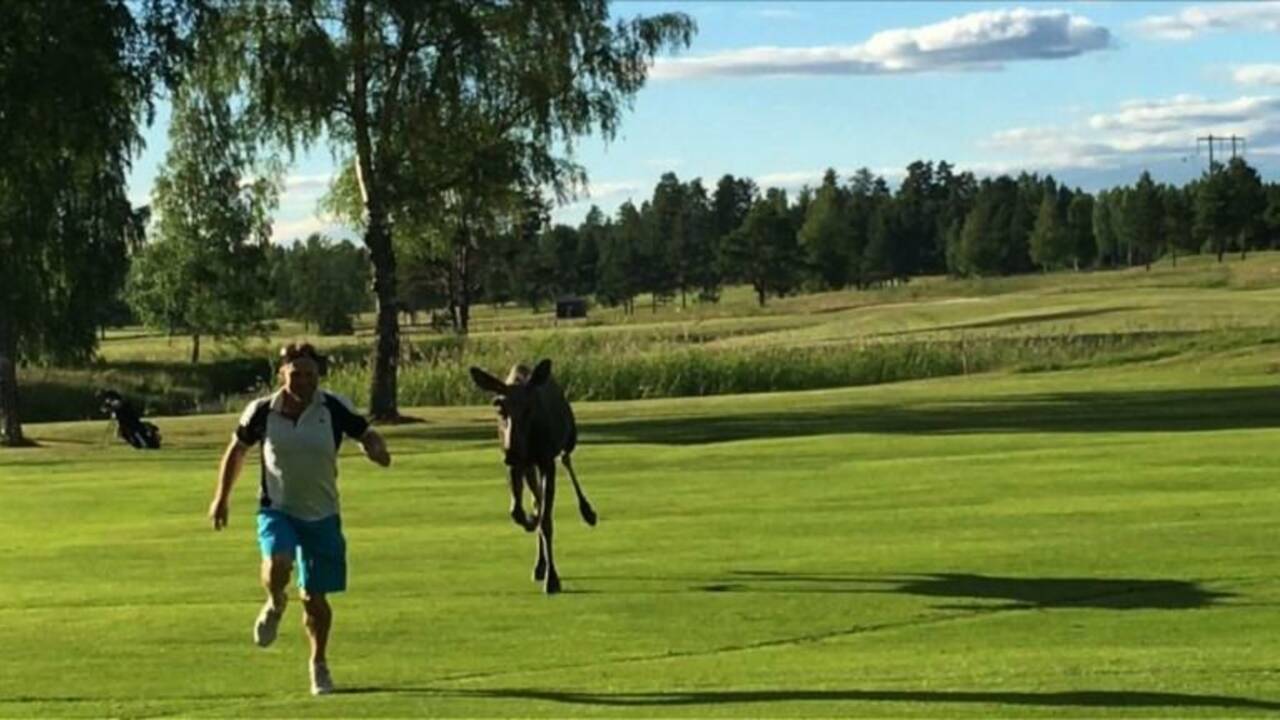Suède: un joueur de golf poursuivi par un élan