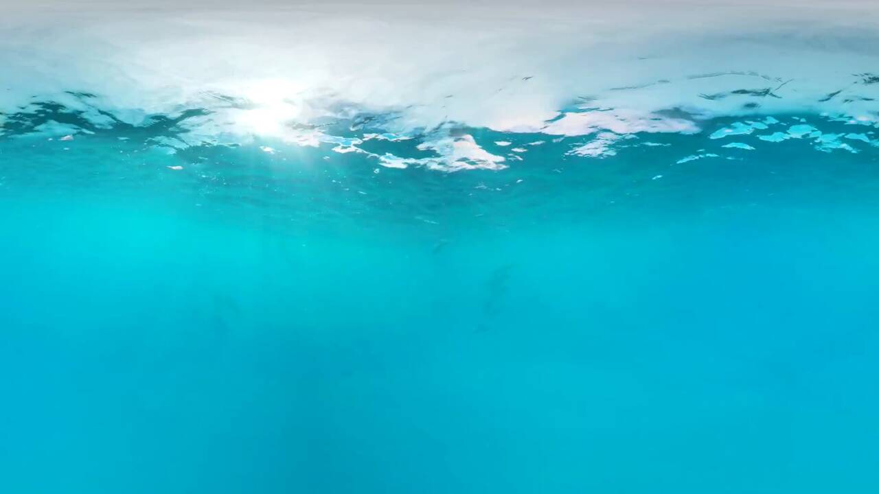 VIDÉO 360° - Tahiti : au plus près des dauphins à long bec
