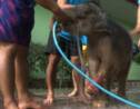 Thaïlande: un bébé éléphant réapprend à marcher dans une piscine