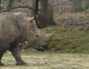 Thoiry: Un rhinocéros abattu pour sa corne