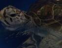 Tirelire, la tortue aux 915 pièces de monnaie, réapprend à nager