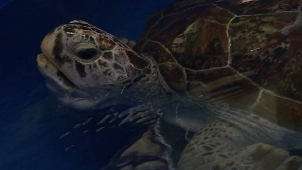 VIDÉO - Des nouvelles de Tirelire, la tortue qui avait avalé 915 pièces