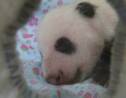 Le petit panda né au Japon passe le cap d'un mois en bonne santé