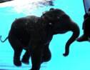 Un aquarium pour éléphants dans un zoo thaïlandais
