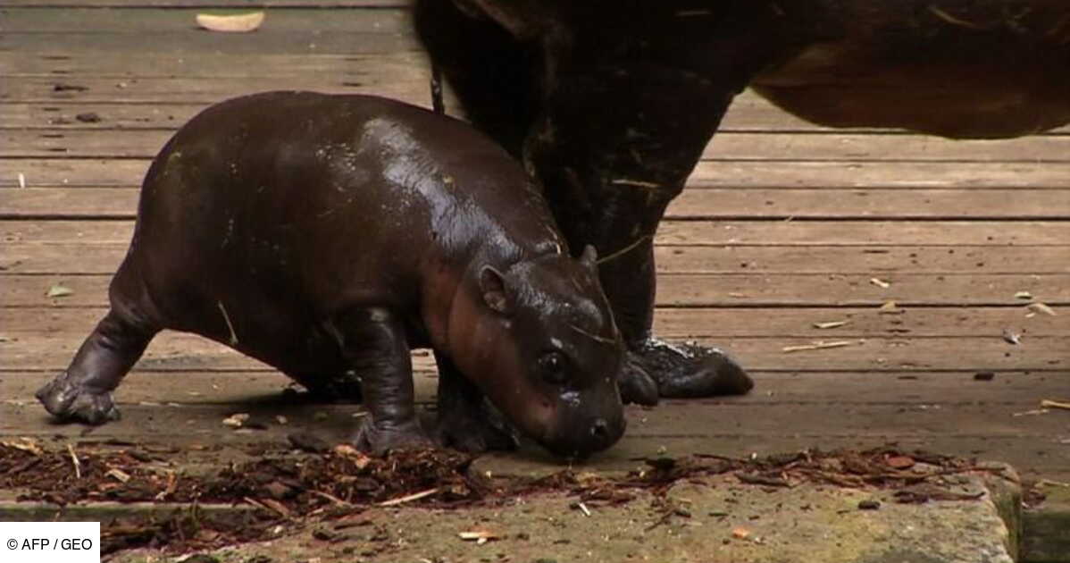 Un Bebe Hippopotame Nain Apprend A Nager Dans Un Zoo Australien Geo Fr