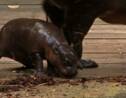 Un bébé hippopotame nain apprend à nager dans un zoo australien