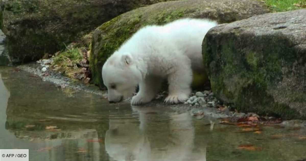 Un Bebe Ours Polaire Presente Au Zoo De Munich Geo Fr