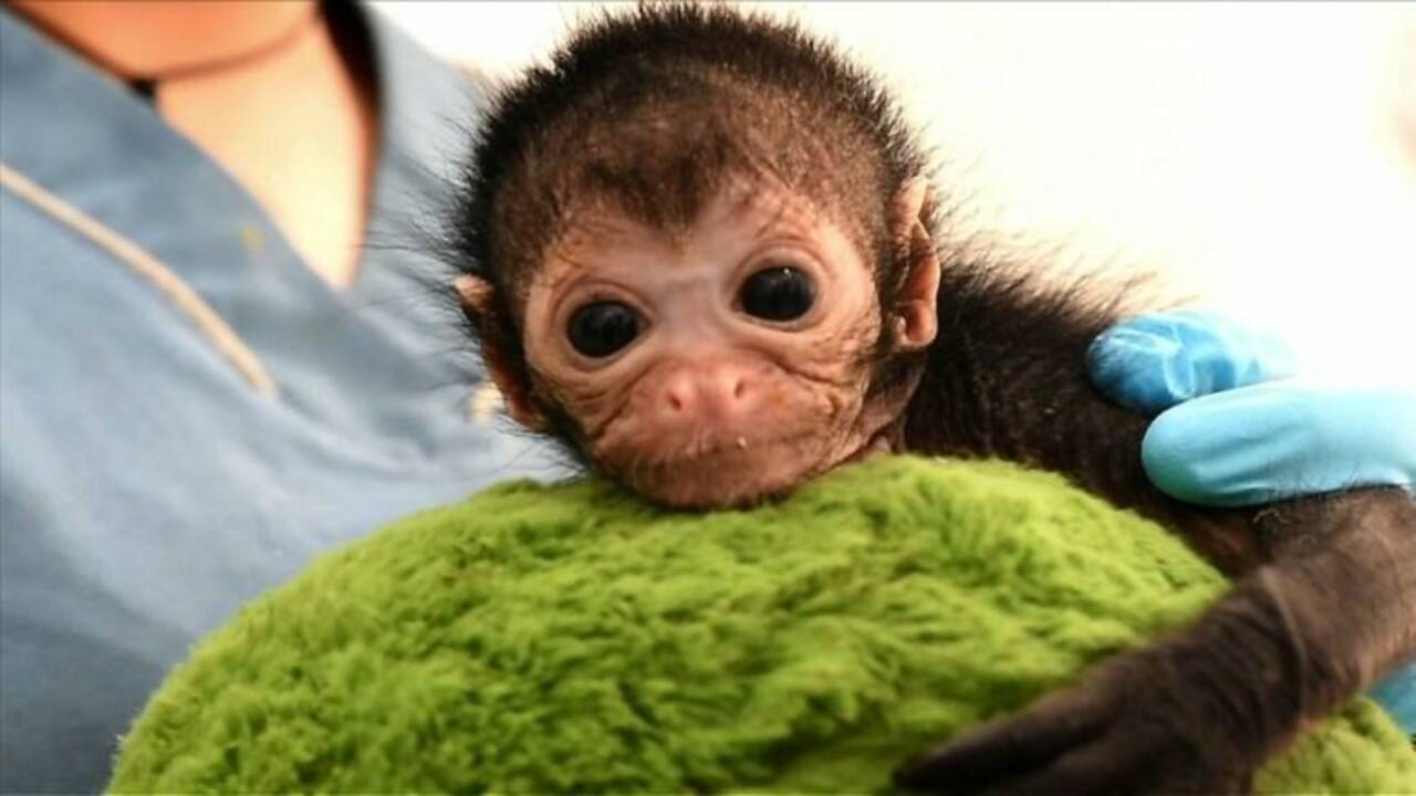 Un bébé singe soigné en Colombie