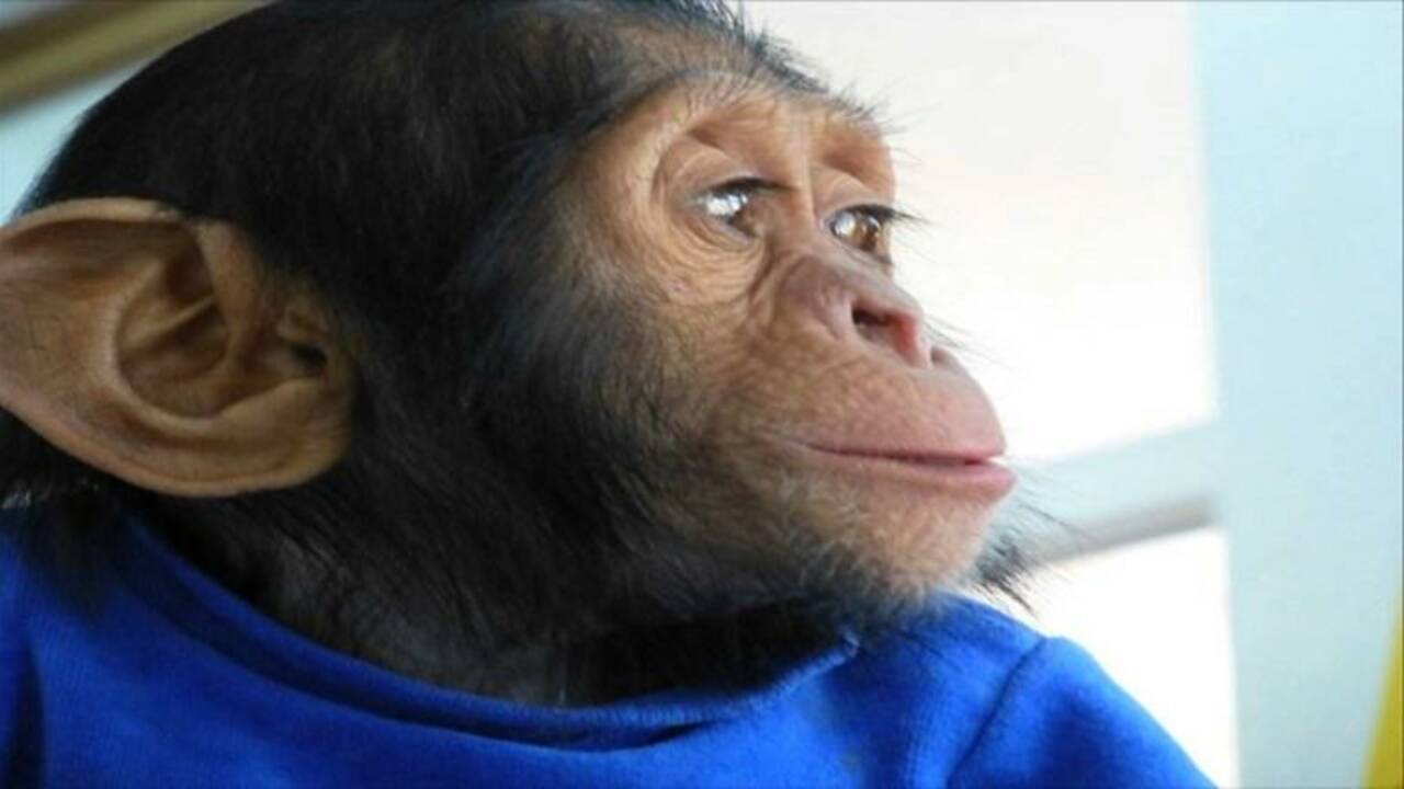 Un chimpanzé, maltraité en Irak, a trouvé refuge au Kenya