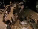 Un paresseux préhistorique découvert au Mexique
