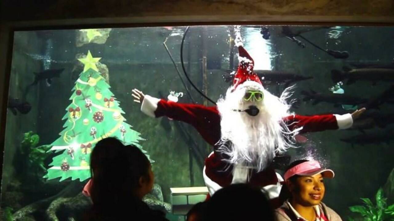 Un Père Noël plongeur dans un aquarium mexicain