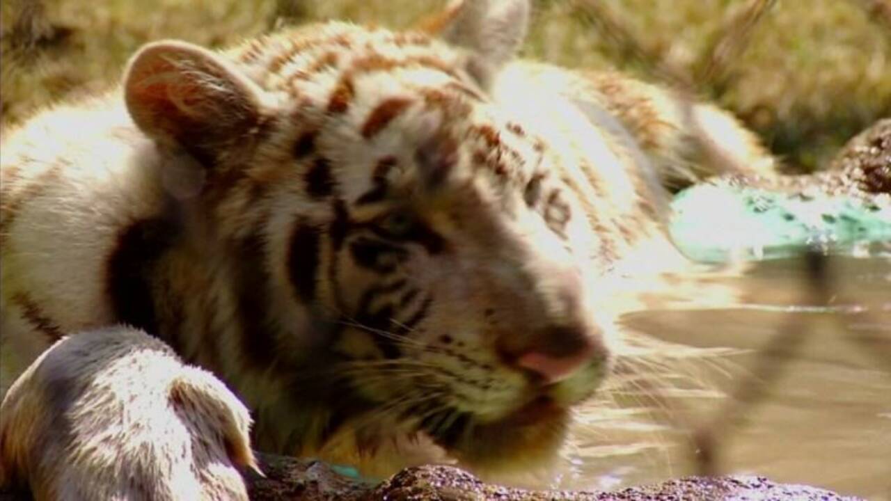 Un tigre baptisé "Gignac" en l'honneur d'un joueur français