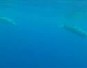 Une espèce de baleine mal connue filmée pour la première fois