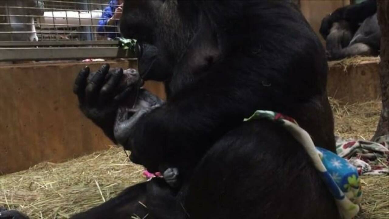 VIDÉO - Une femelle gorille donne la vie au zoo de Washington