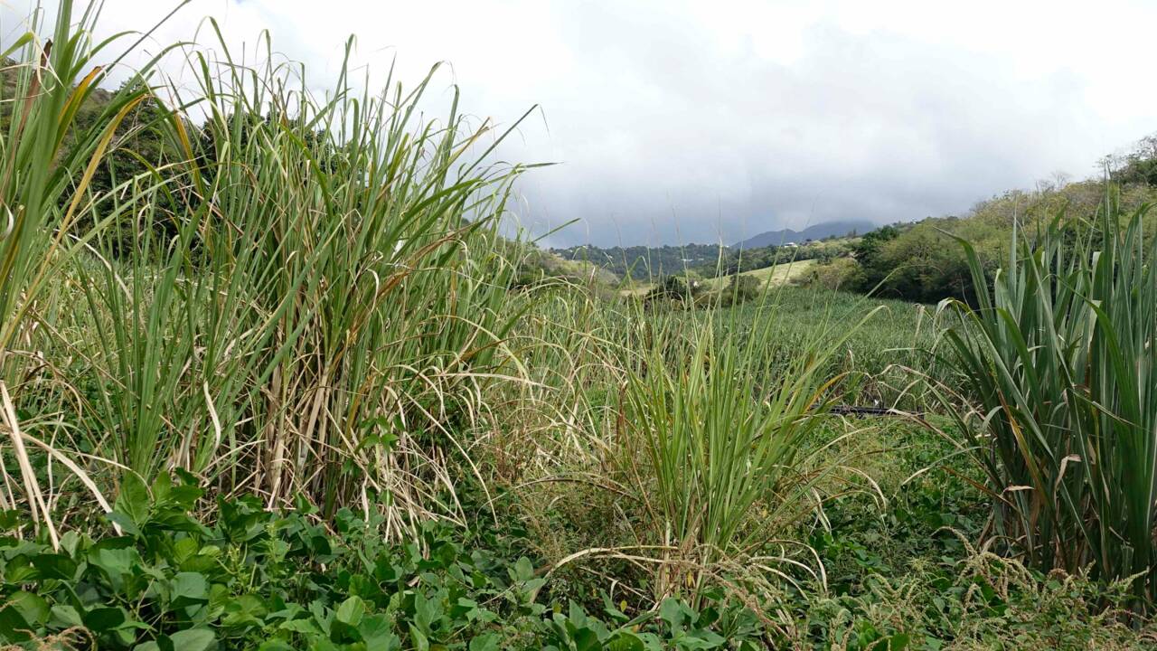Martinique : la canne à sucre de l'esclavage à nos jours