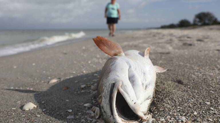 Un Poisson Lune Geant Echoue Au Sud De L Australie Geo Fr