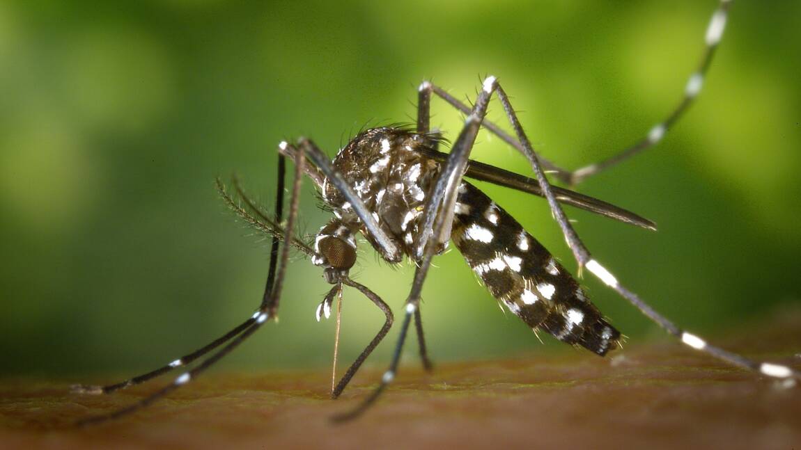 Faut-il avoir peur du moustique tigre suite à l'alerte rouge déclenchée en France ?