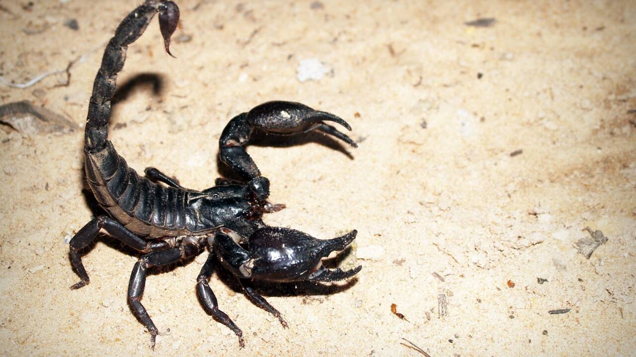 Les 5 infos insolites à savoir sur le scorpion