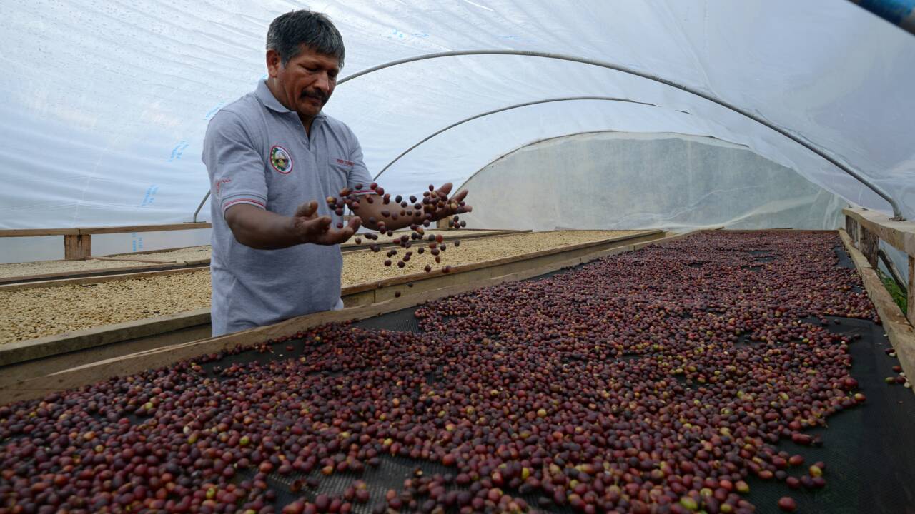 Le changement climatique met en péril la production mondiale de café