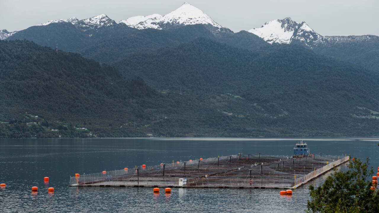 Plus de 32.000 saumons s'échappent d'une ferme d'élevage au Chili