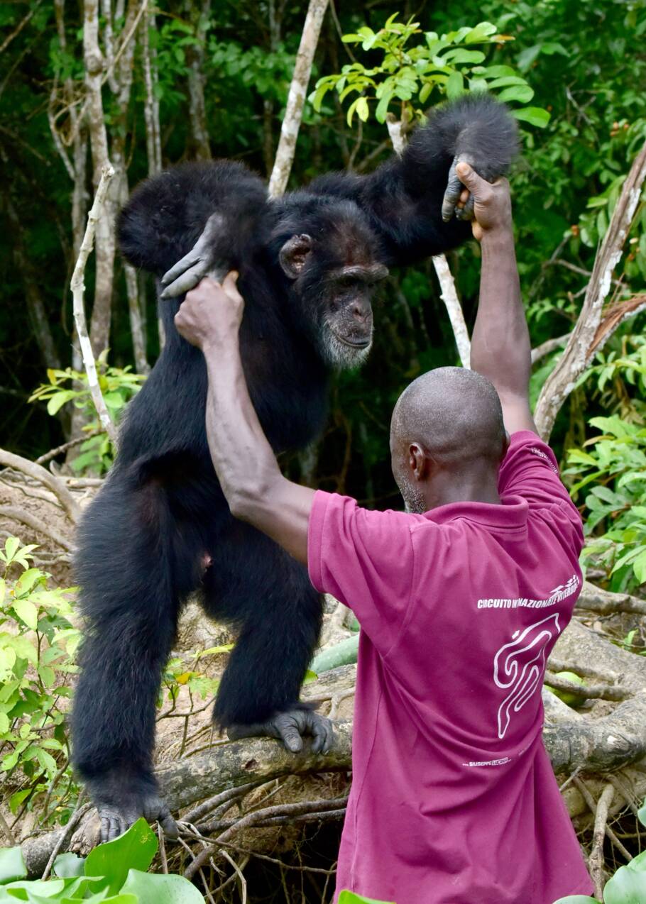 En Côte d'Ivoire, Ponso, dernier survivant de l'île aux chimpanzés