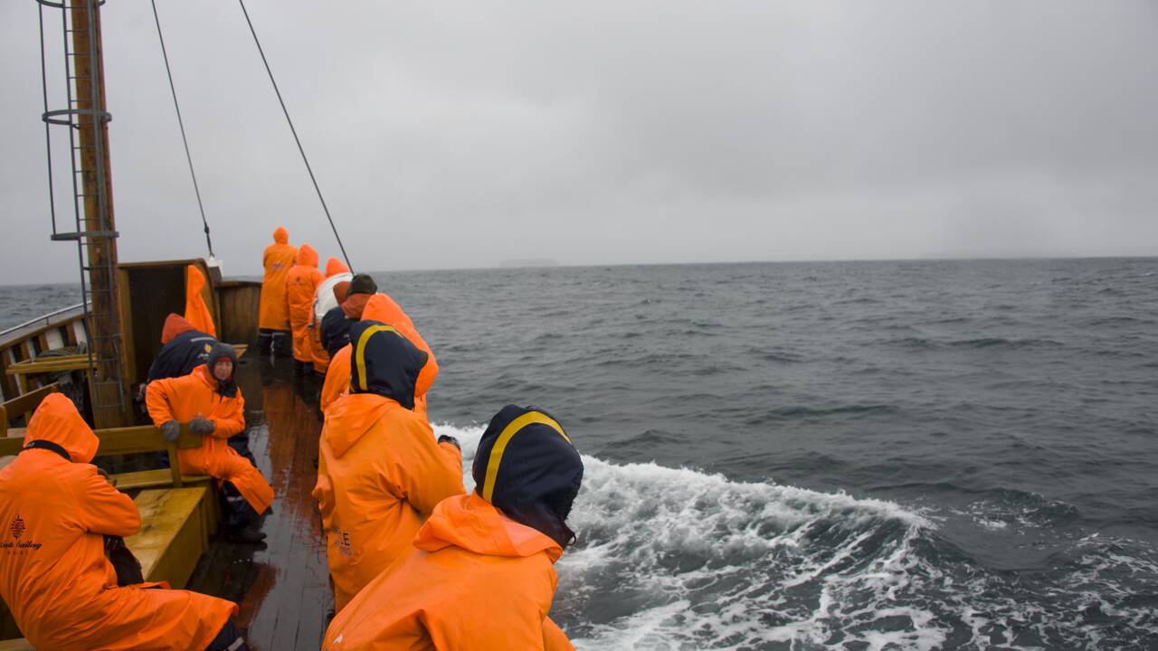 Les baleines, nouvelles stars de l'écotourisme en Islande