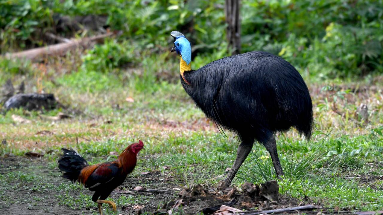 Dans la jungle de Papouasie, menace sur les oiseaux de Paradis
