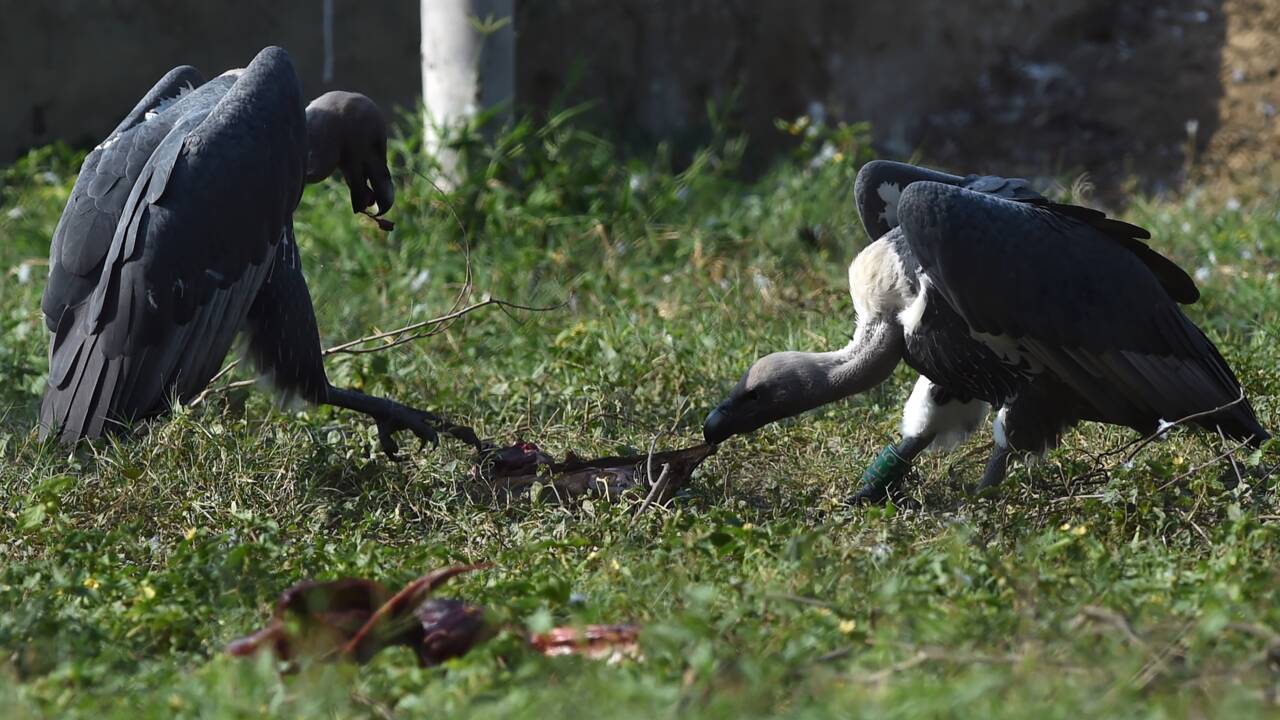 Mal aimés, les vautours luttent pour leur survie au Pakistan