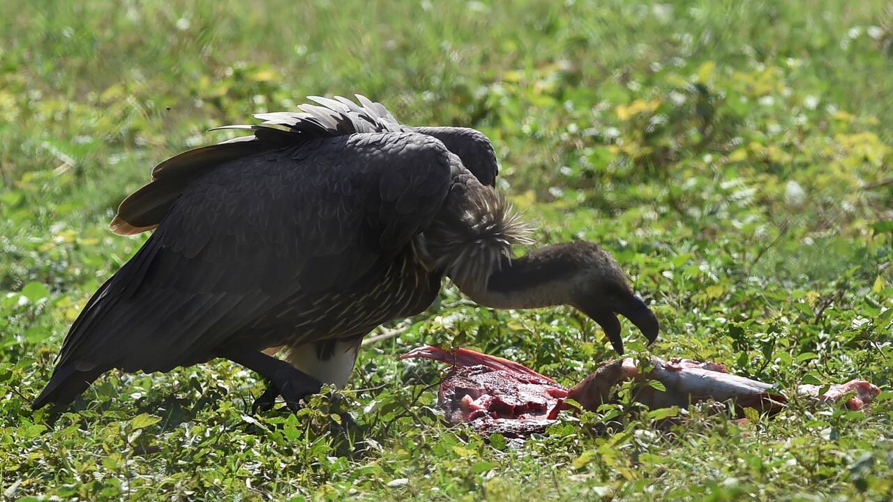 Mal aimés, les vautours luttent pour leur survie au Pakistan