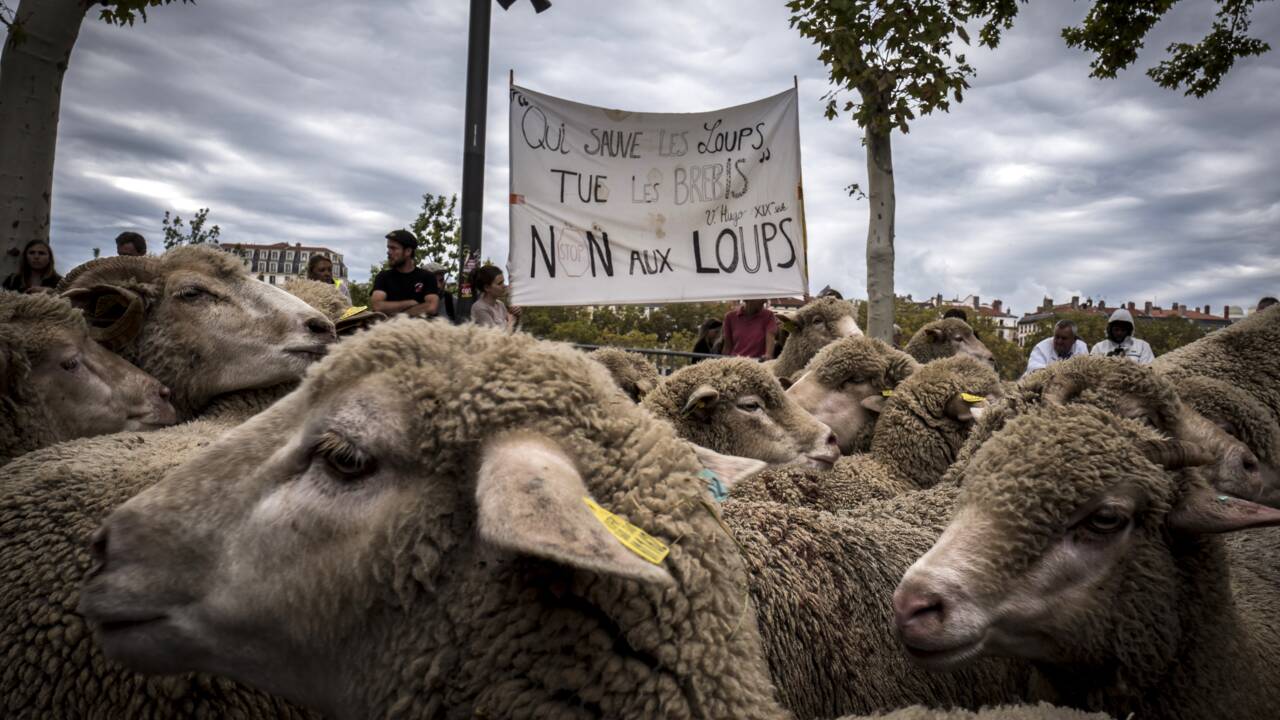 Réunion mardi sur le plan loup: boycott des éleveurs