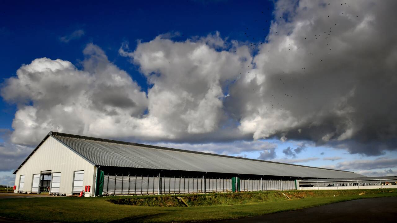 La ferme "des 1.000 vaches", un élevage controversé qui a creusé son sillon
