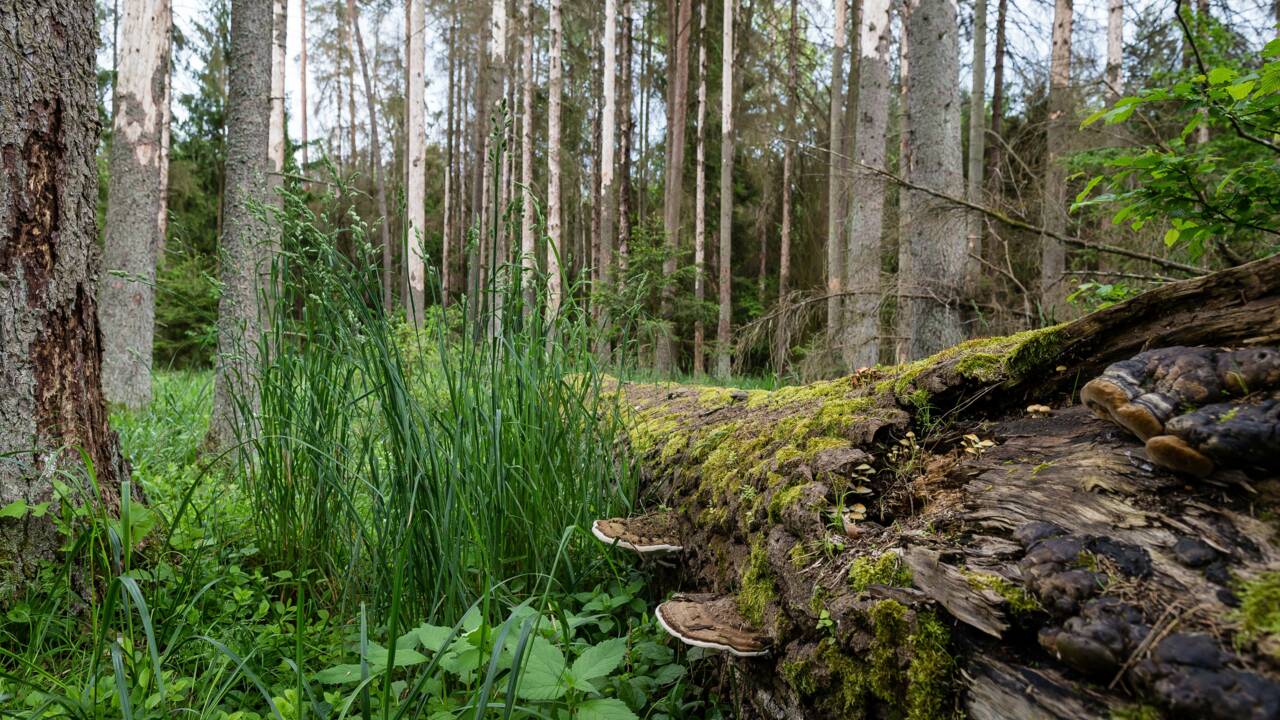 UE: la Pologne condamnée pour ses coupes dans la forêt de Bialowieza
