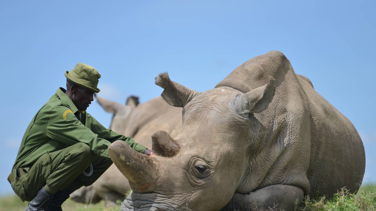 Kenya: Sudan, le dernier mâle rhinocéros blanc du Nord, est mort
