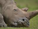 L'Afrique du Sud tente de bloquer une vente aux enchères de cornes de rhinocéros