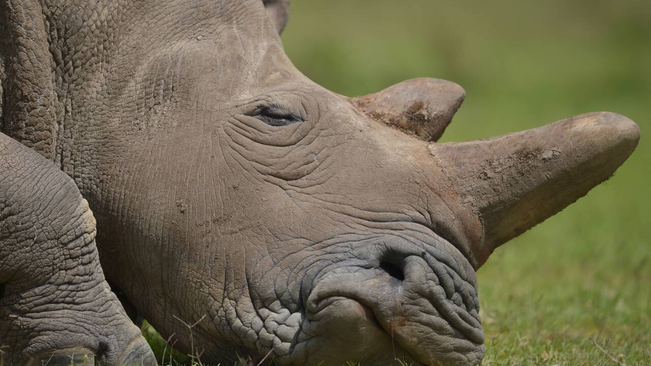 L'Afrique du Sud tente de bloquer une vente aux enchères de cornes de rhinocéros