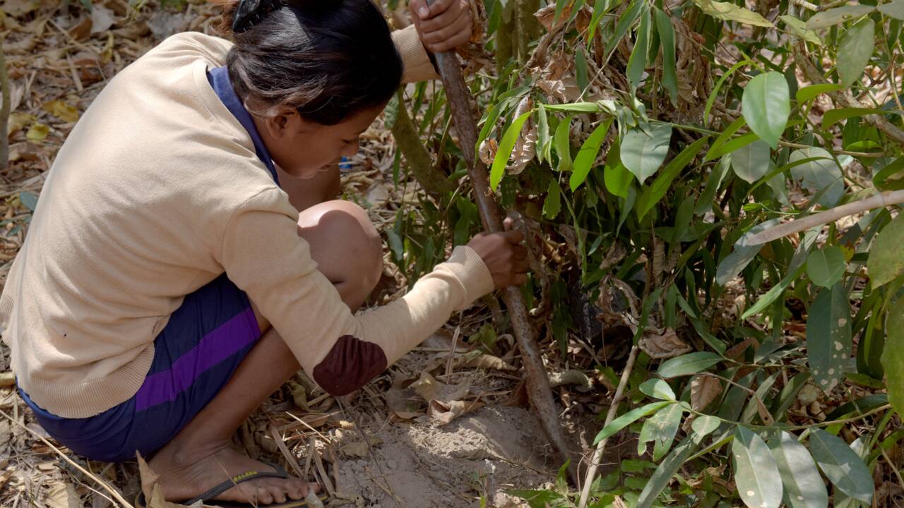 Au Cambodge, les tarentules, victimes de la déforestation et des gastronomes