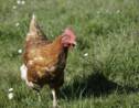 Des poules sauvées de l'abattoir prennent leur retraite en Haute-Vienne