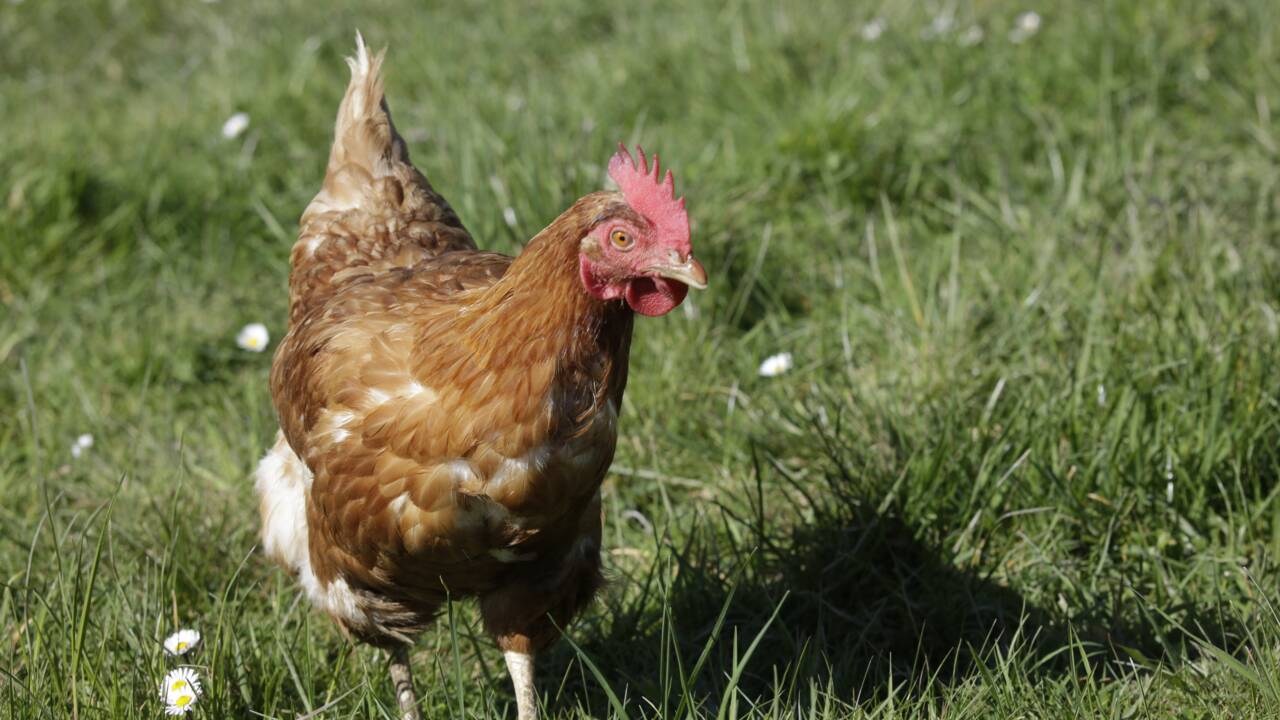 Dans le Nord, "Les ch'tites cocottes de réforme" sauve les poules de l'abattoir