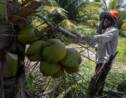 Brésil : désormais, tout est bon dans la noix de coco