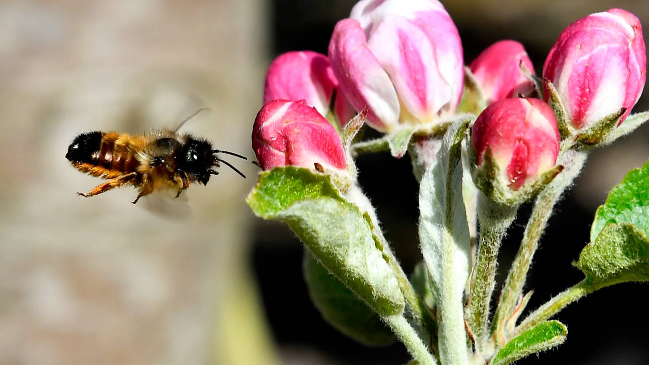 Des abeilles solitaires volent au secours des vergers français