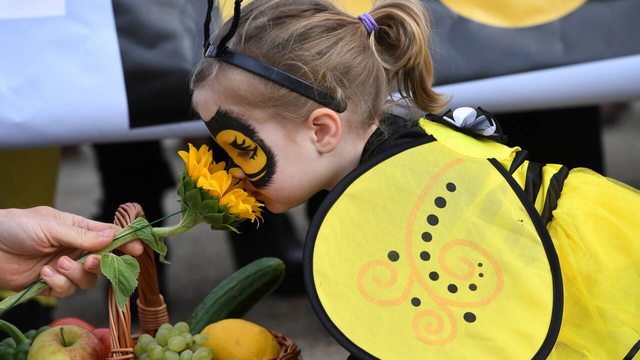 L'UE bannit des néonicotinoïdes pour sauver les abeilles