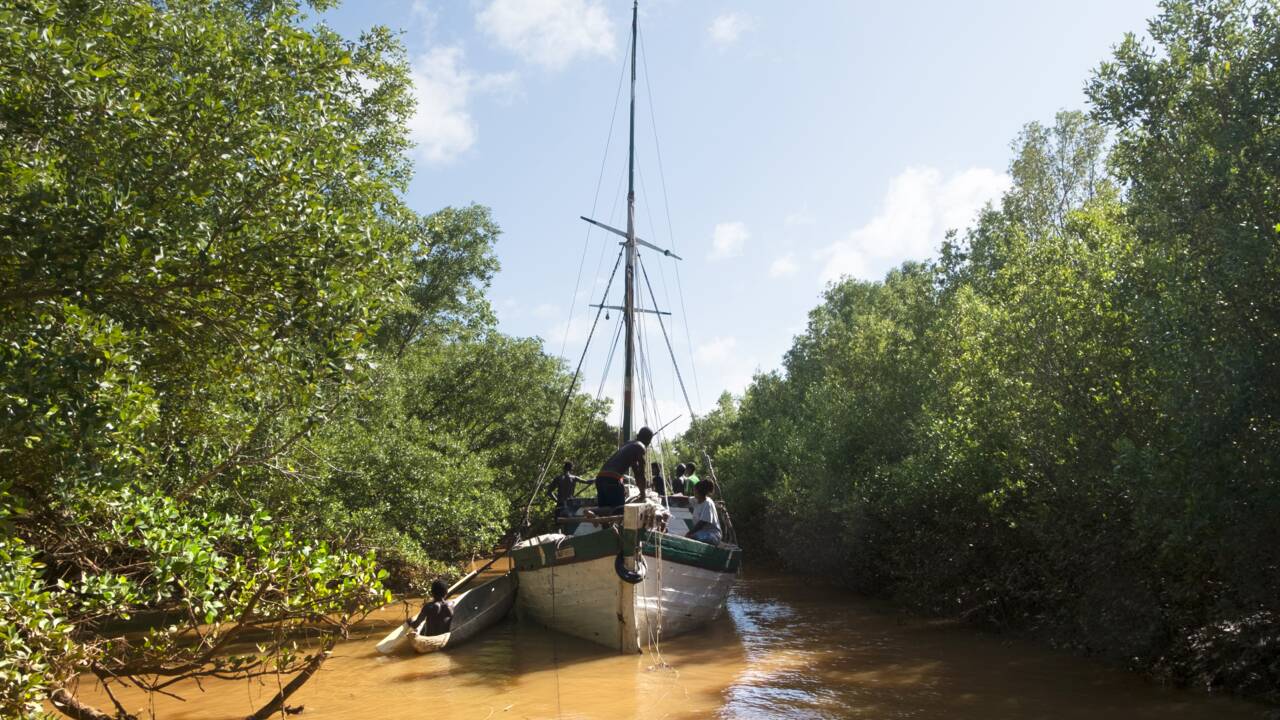 Les mangroves, des milieux très riches et menacés