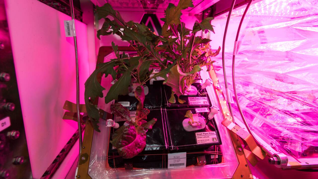 Jardiner dans l'espace, un défi pour les futurs explorateurs