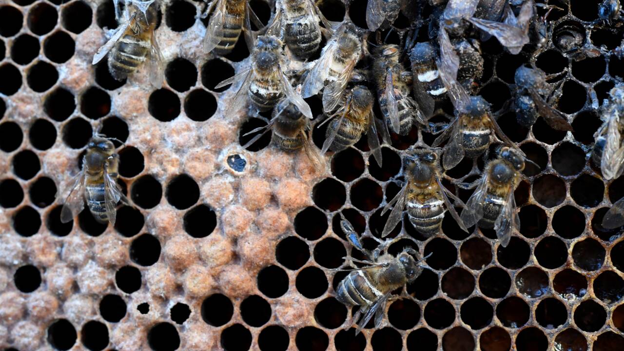 Après un rude hiver, le cri d'alarme des apiculteurs